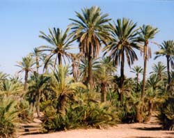 Vergrößern mit Klick - Palmenhain